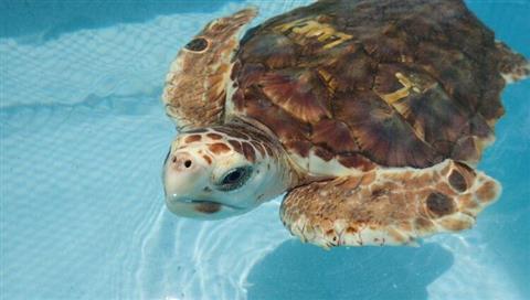 El hospital de tortugas