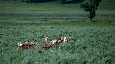 Yellowstone Safari Company