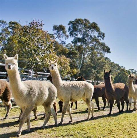 Iris Lodge Alpacas