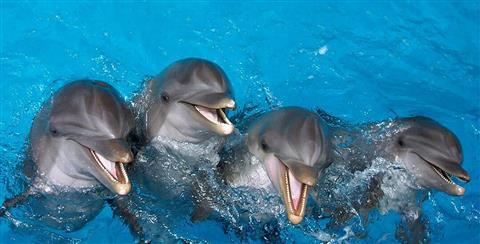 Parque Marino Gulf World