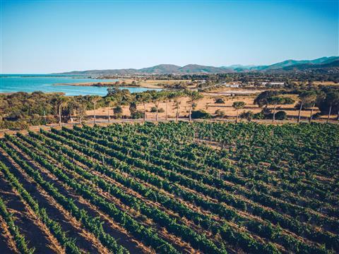 Sardinian Wineries & Vineyards