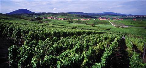 Route des vins d'Alsace