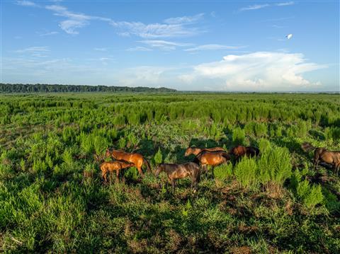 Paynes Prairie Preserve State Park