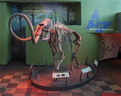 Florida Museum of Natural History and Butterfly Rainforest