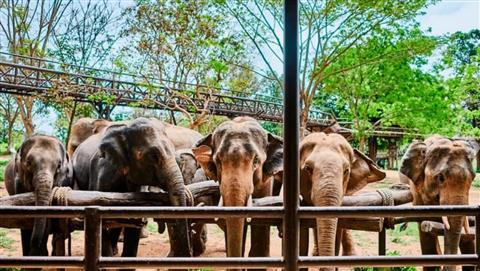 Santuário de Elefantes de Samui