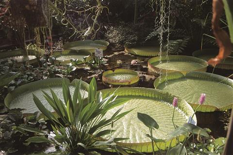 Antiguo Jardin Botánico