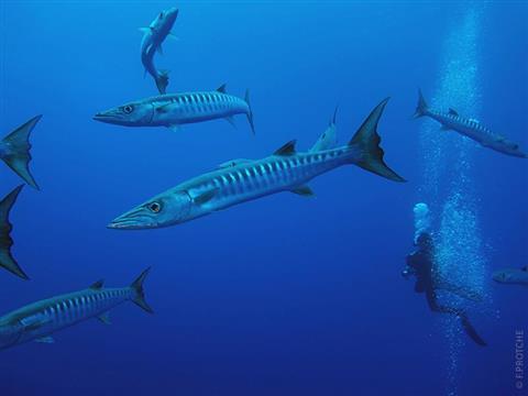 Подводное плавание