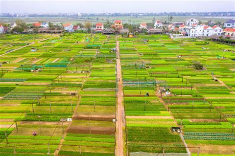 Village de légumes de Tra Que