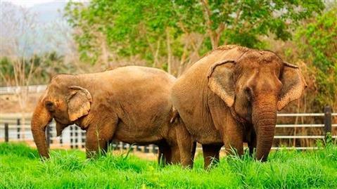 มนุษย์สัตว์ป่าพบ