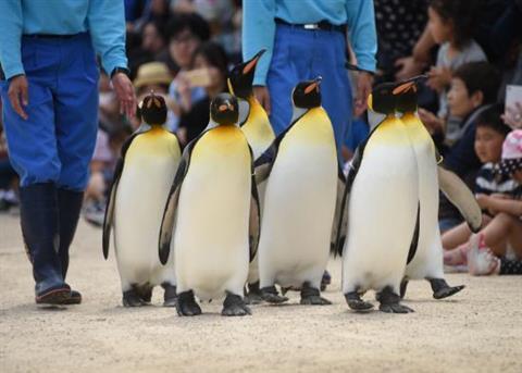 Nagasaki Penguin Aquarium