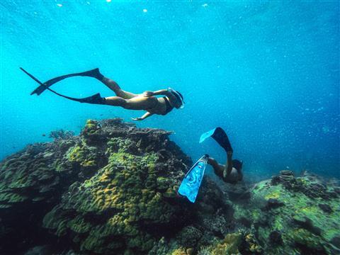房屋珊瑚礁潛水和浮潛體驗