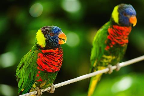 Giardino zoologico di San Diego